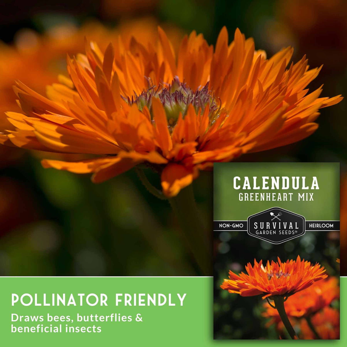 Orange calendula flowers with a seed packet labeled 'Calendula Greenheart Mix' and marketing text about pollinator-friendly insects.