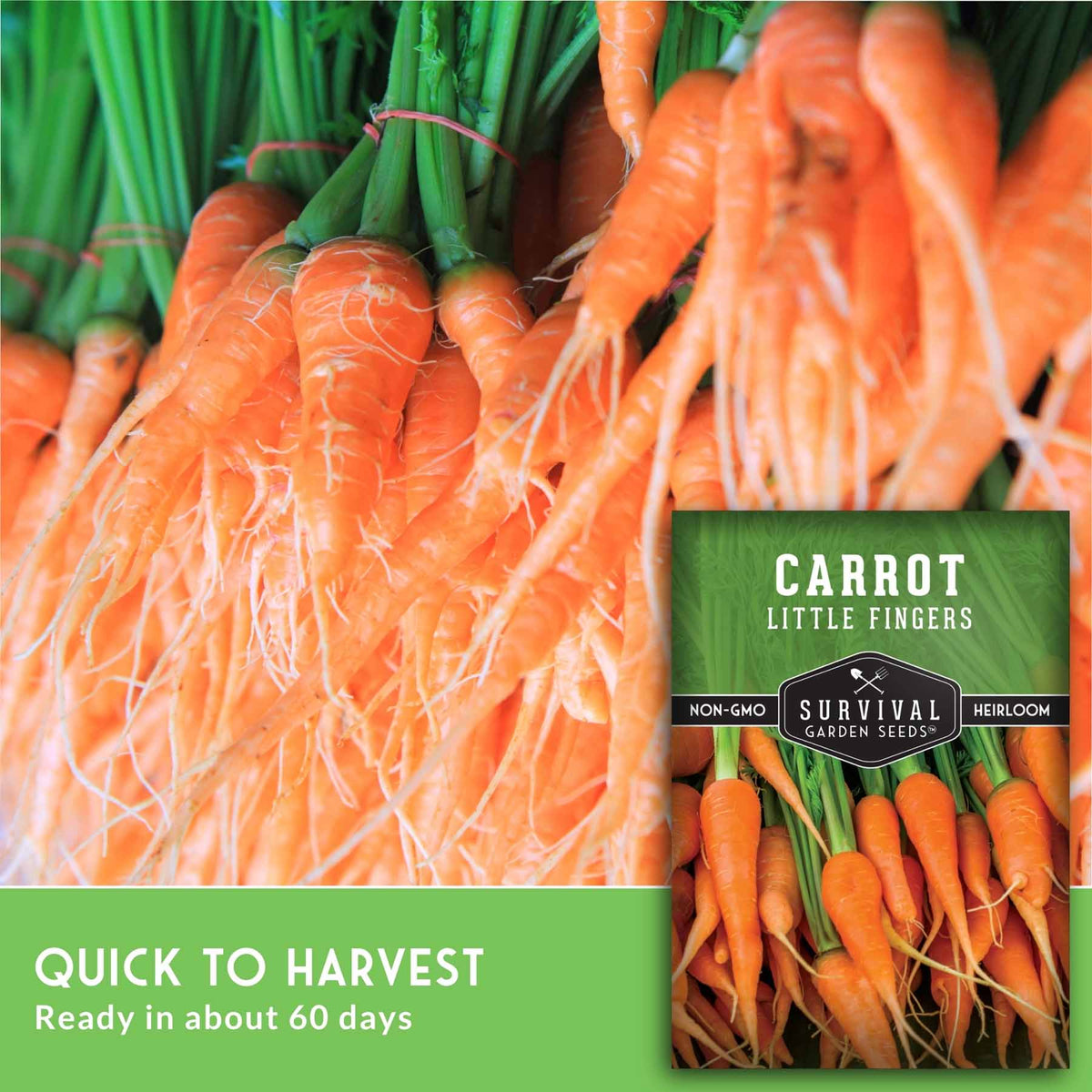 Carrot seed packet graphic for 'Carrot Little Fingers' by Survival Garden Seeds, featuring a close-up photo of freshly harvested orange carrots with green tops on the left, a product packet on the right, and a green banner at the bottom that reads 'QUICK TO HARVEST Ready in about 60 days'.