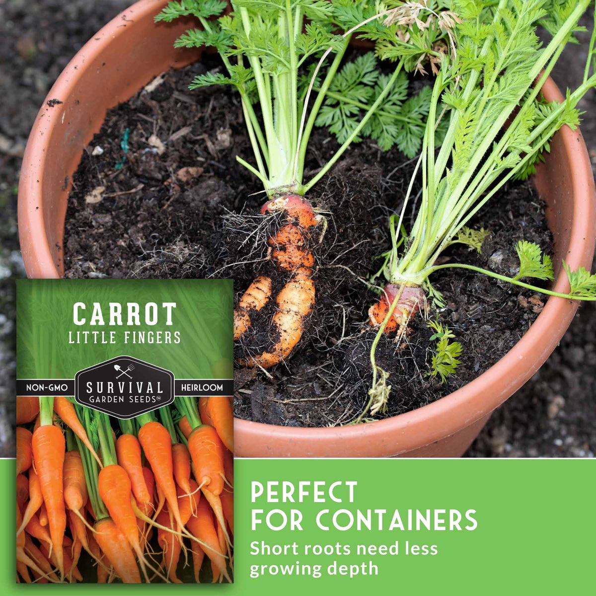 A potted carrot plant in a terracotta-colored container with two harvested carrots showing orange roots and green leafy tops. A seed packet labeled 'Carrot Little Fingers' by Survival Garden Seeds is shown in the lower left, with a green text banner at the bottom reading 'Perfect for containers'.