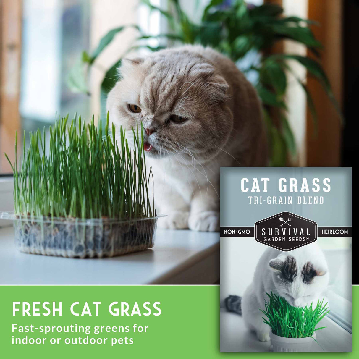 Cat eating fresh cat grass with a package of Survival Garden Seeds in the background