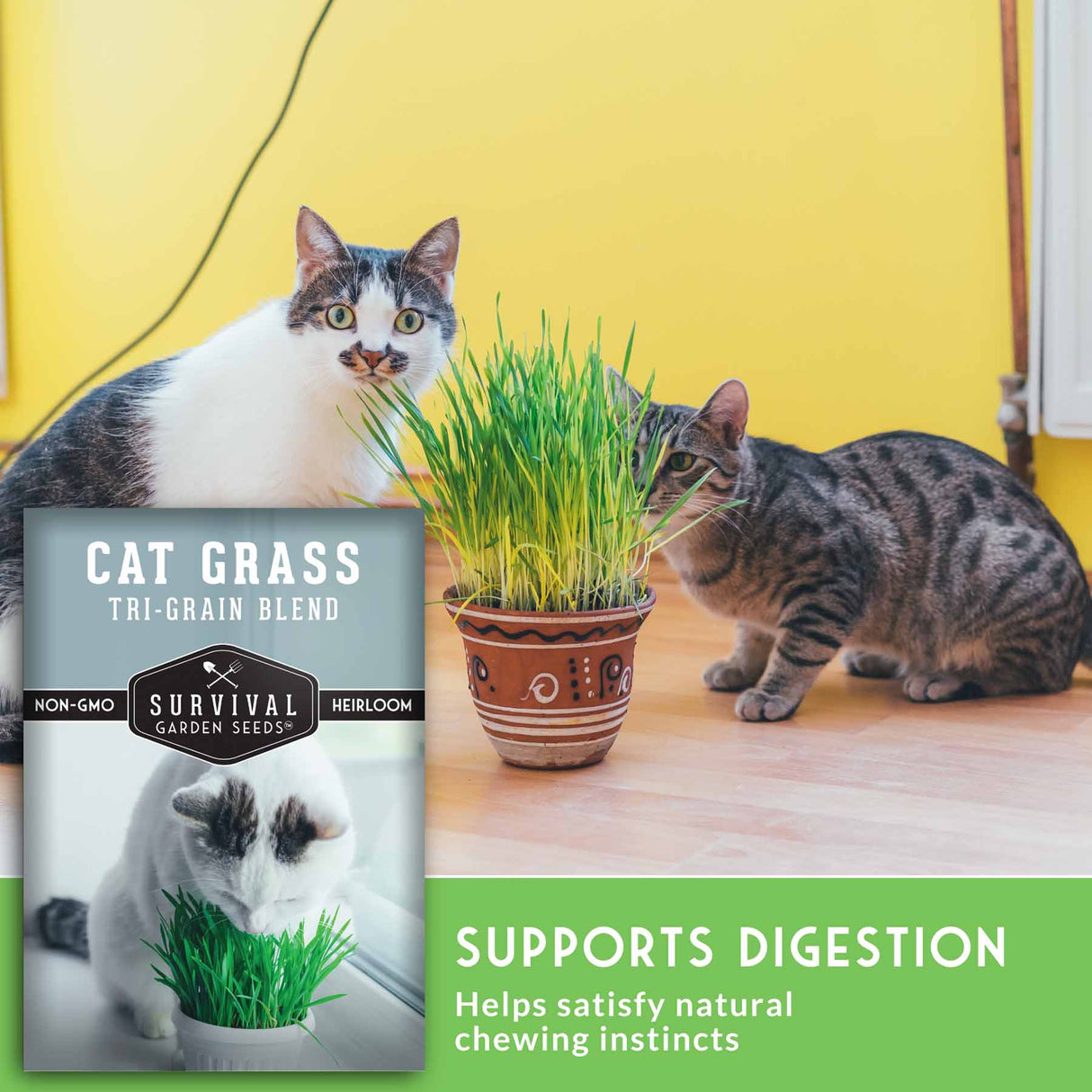 Two cats interacting with a pot of cat grass and a package labeled 'Cat Grass Tri-Grain Blend' on a wooden surface.