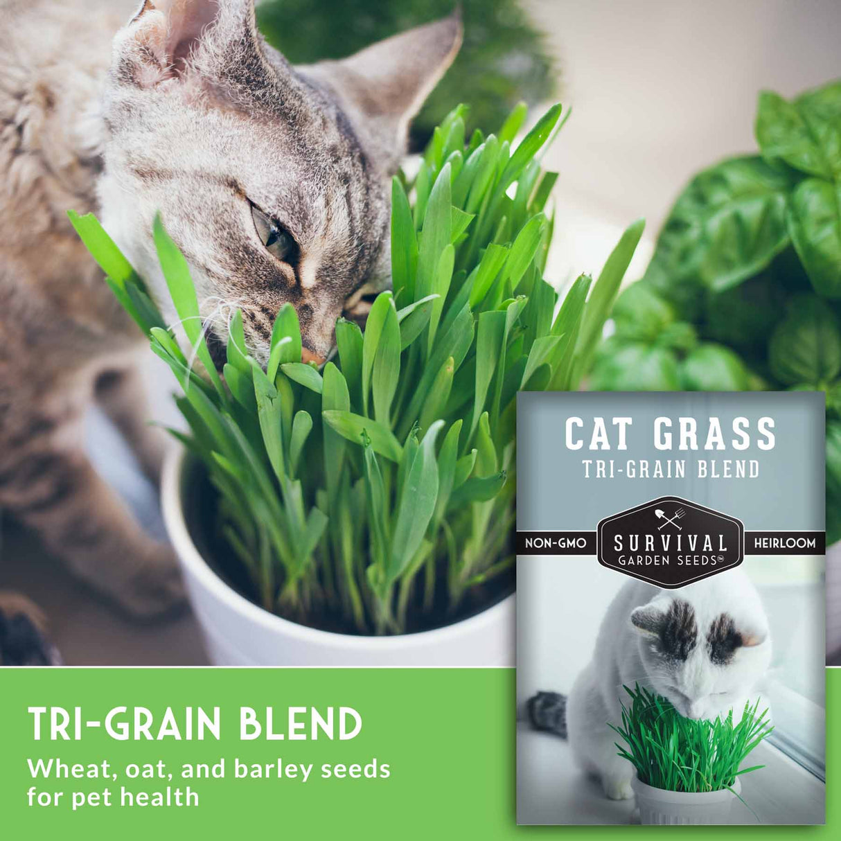 Cat eating cat grass with a package of Survival Garden Seeds Cat Grass Tri-Grain Blend in the background.