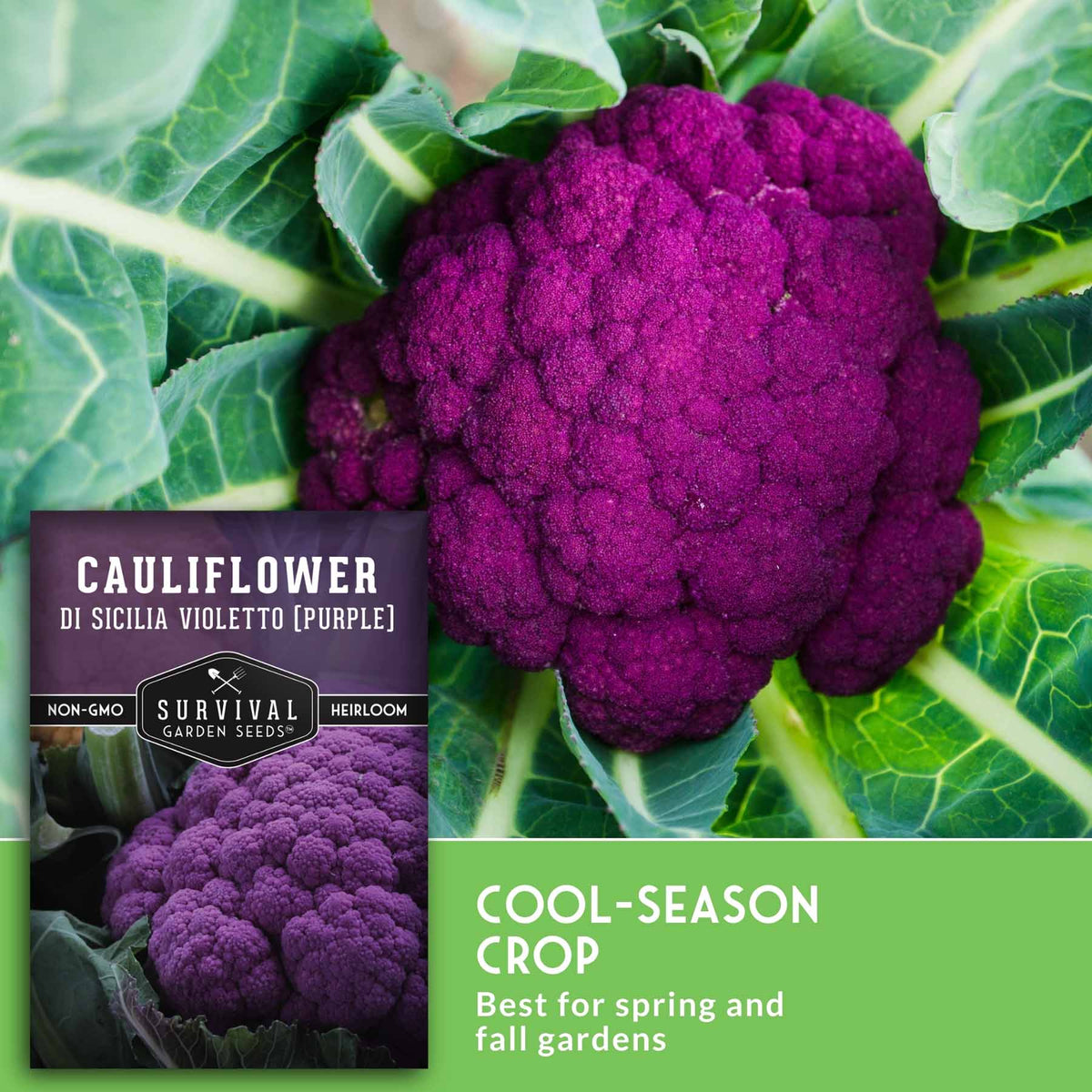Purple cauliflower with text that says Cool Season crop