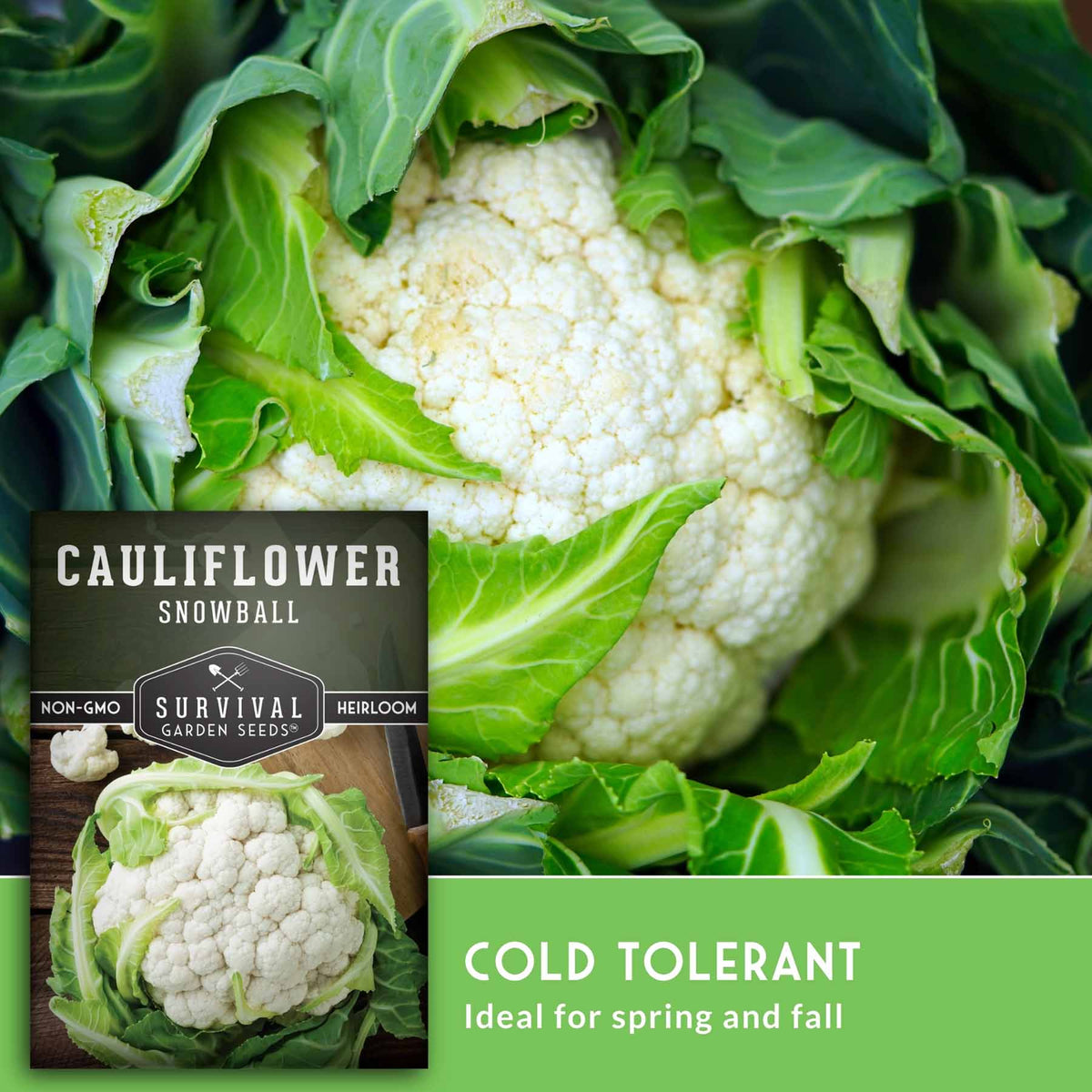 A close-up of a fresh snowball cauliflower head with green leaves, alongside a seed packet labeled 'Cauliflower Snowball' and a green text banner that says 'Cold Tolerant Ideal for spring and fall.'.