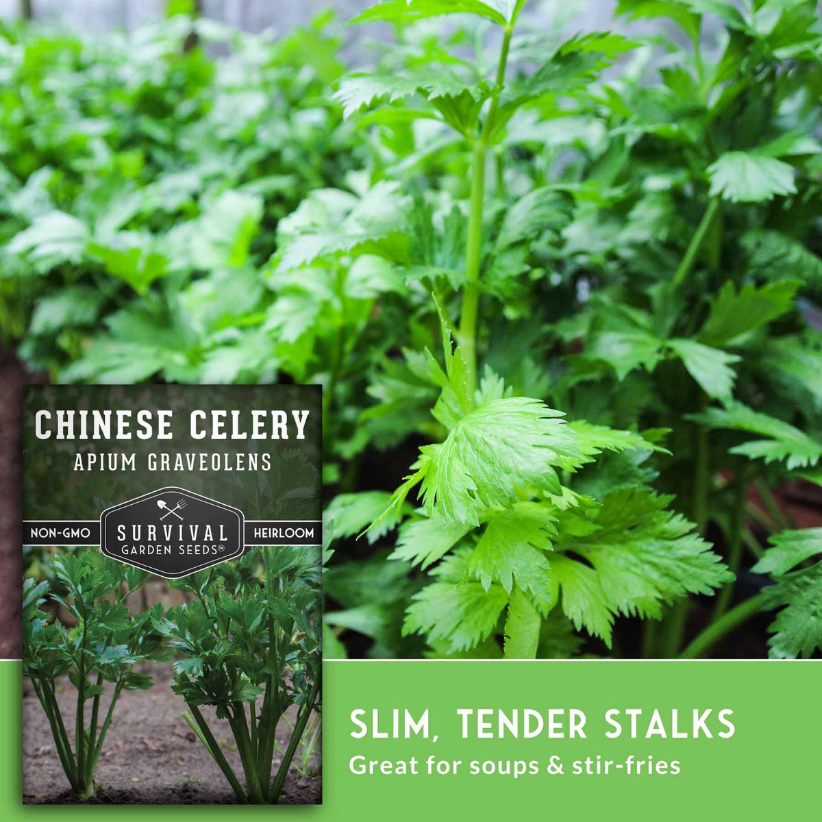 A close-up photo of fresh green Chinese celery leaves with a text overlay showing the product label 'Chinese Celery' and a green banner that reads 'Slim, Tender Stalks Great for soups & stir-fries'.