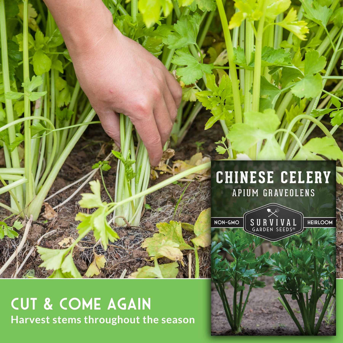 A hand harvesting Chinese celery stems from a garden, with a seed packet labeled 'Chinese Celery Apium Graveolens' and the text 'Cut & Come Again' shown in the lower left.