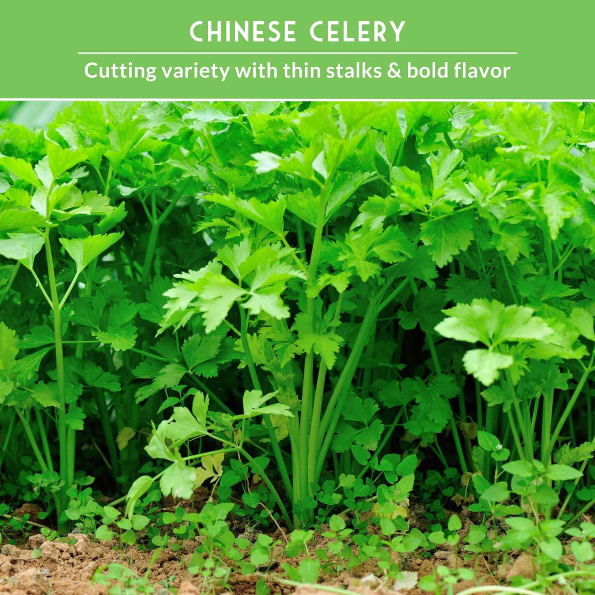 Chinese Celery growing in a garden