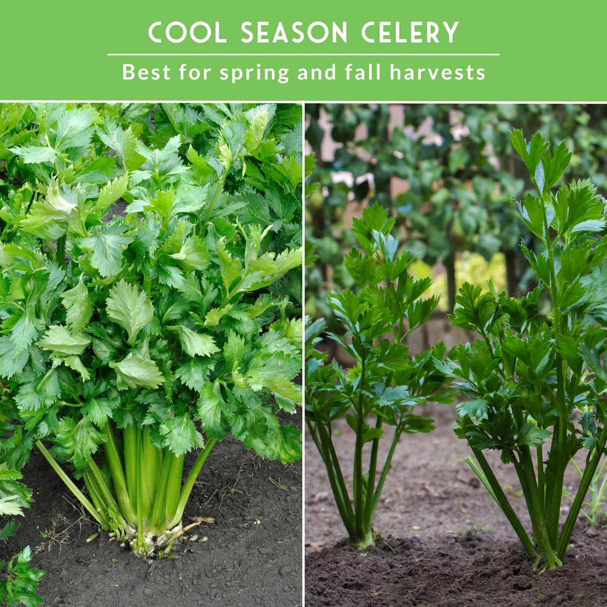 various celery plants with text that says Cool Season Celery