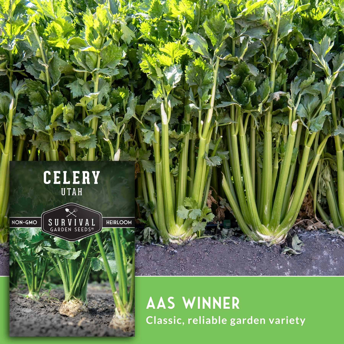 Celery plants growing in a field with a product label overlay reading 'CELERY UTAH' and 'AAS WINNER Classic, reliable garden variety' on a green banner.