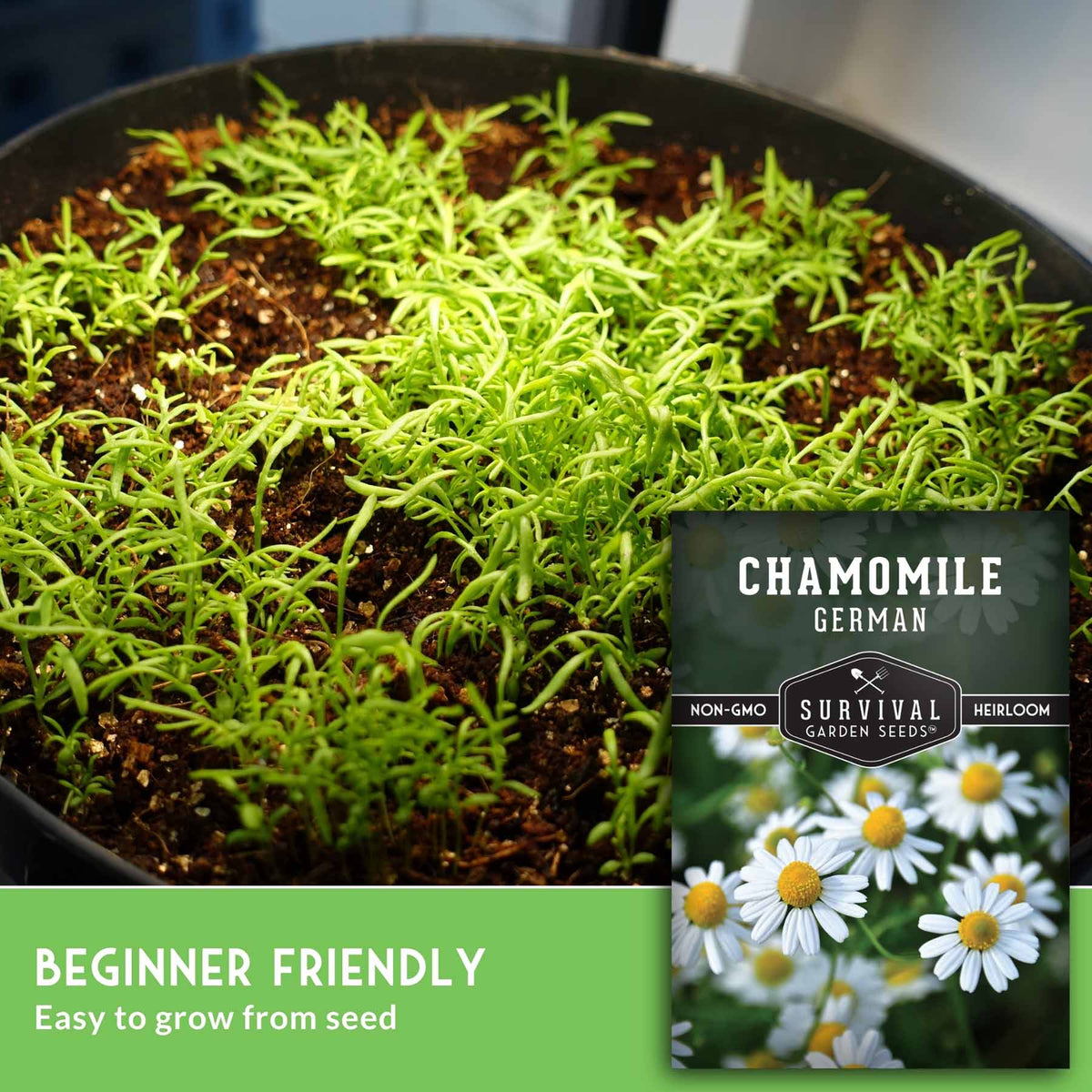 Image of Chamomile seedlings with seed packet image and text that says Beginner Friendly
