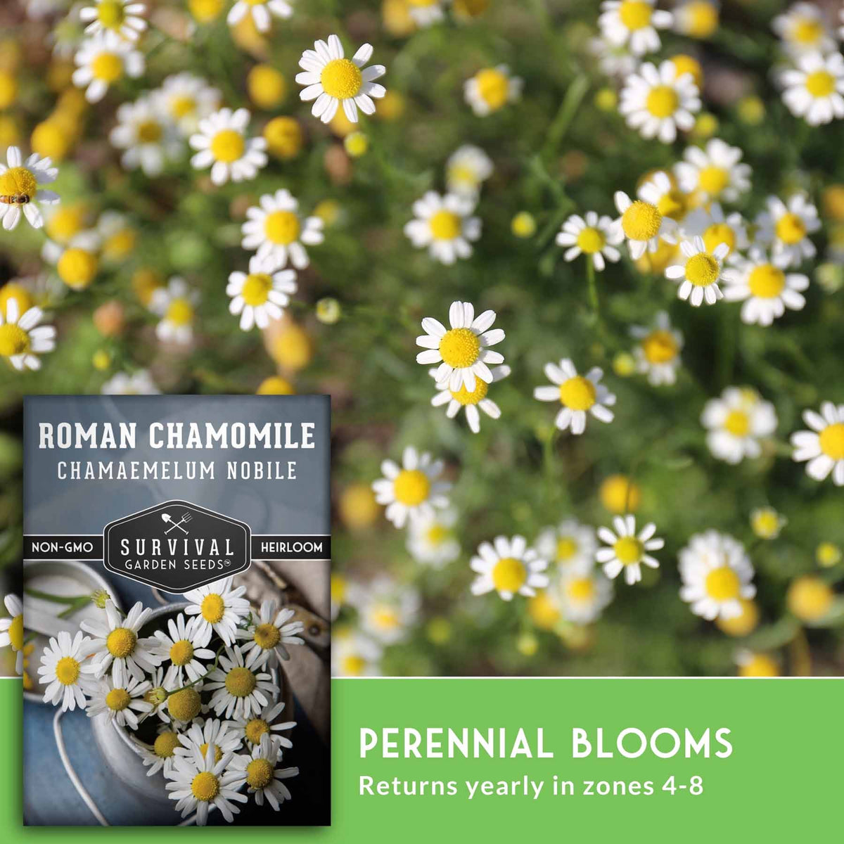 Seed packet for roman chamomile and text that says Perennial blooms