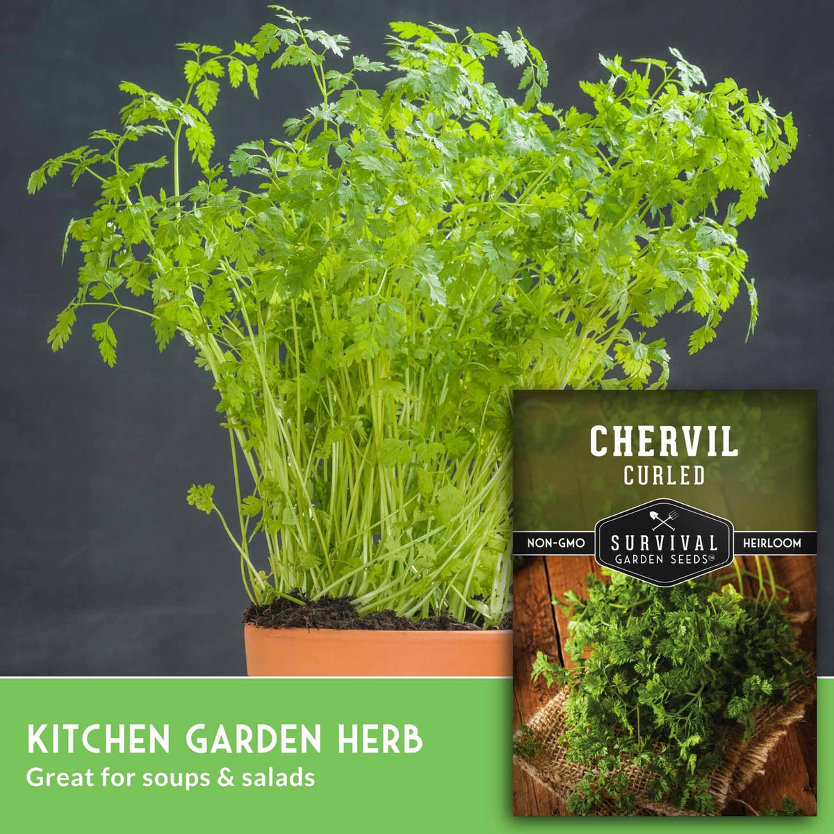 A potted chervil herb plant with lush green leaves and stems, shown next to a seed packet labeled 'Chervil Curled' by Survival Garden Seeds. The image includes a green banner at the bottom that reads 'Kitchen Garden Herb' and 'Great for soups & salads' against a dark gray background.