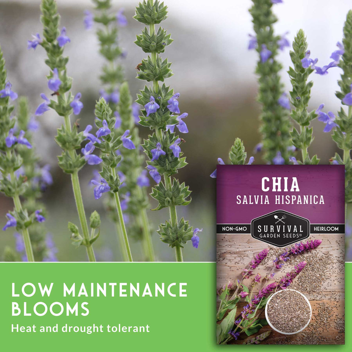 Chia seed packet with Salvia Hispanica flowers in the background