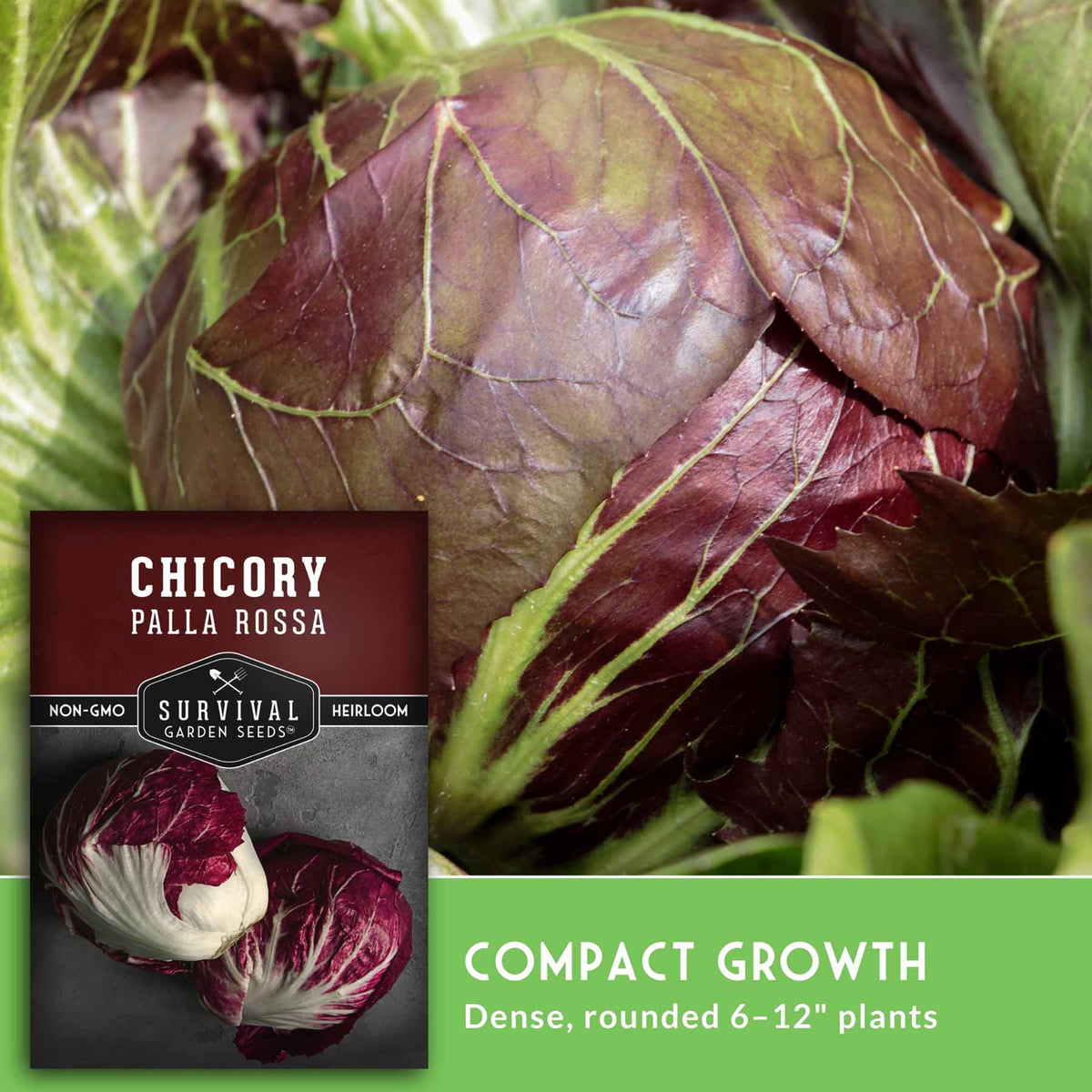 Close-up of a red chicory plant with deep burgundy-purple leaves and pale green veins, alongside a seed packet labeled 'Chicory Palla Rossa' and text stating 'Compact Growth' and 'Dense, rounded 6-12" plants.'.