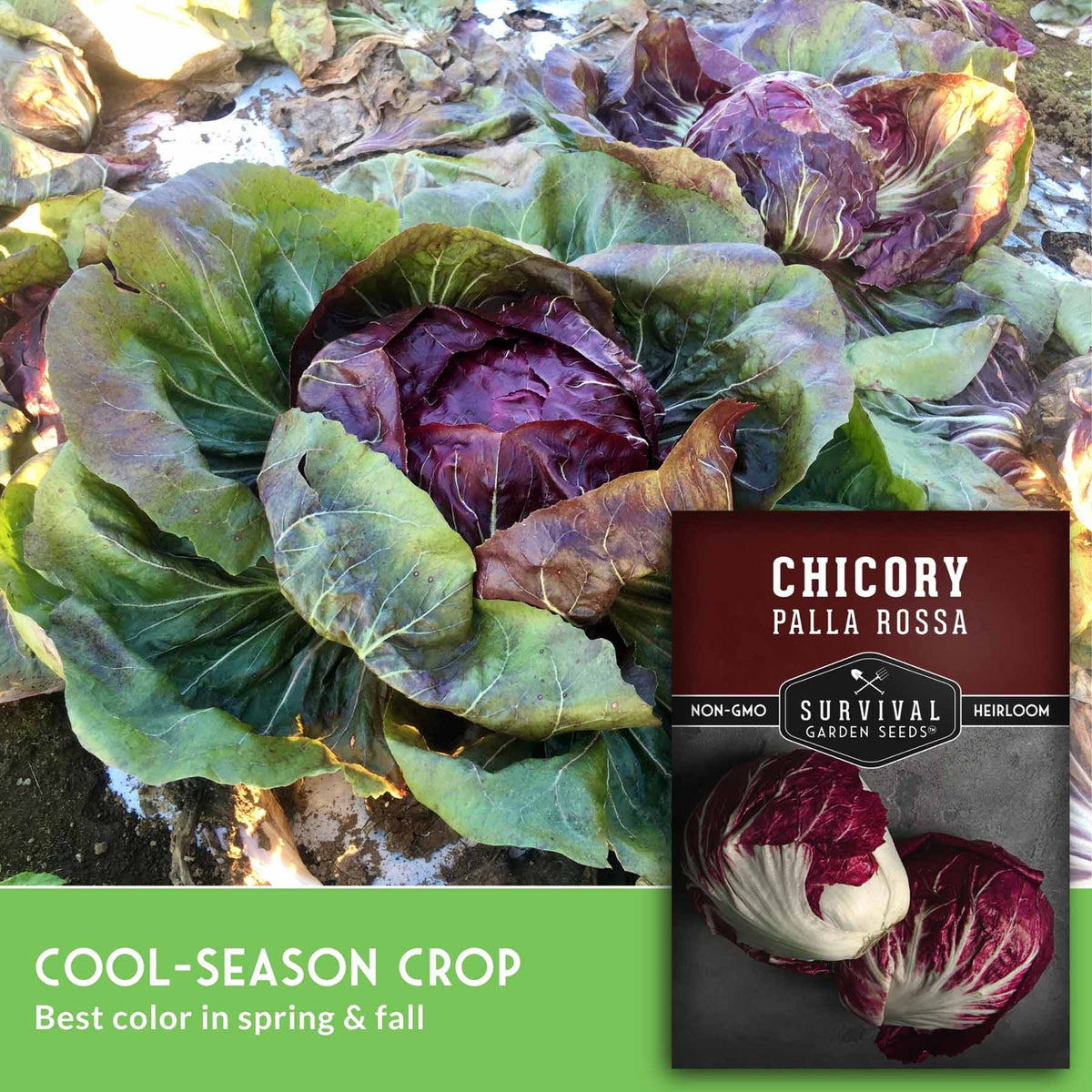 Chicory Palla Rossa seed packet shown next to a large photo of a mature cabbage head in a garden. The packet reads 'CHICORY PALLA ROSSA' and 'Survival Garden Seeds.