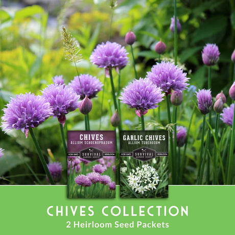 Heirloom seed packets for chives and garlic chives with flowering chives in the background.