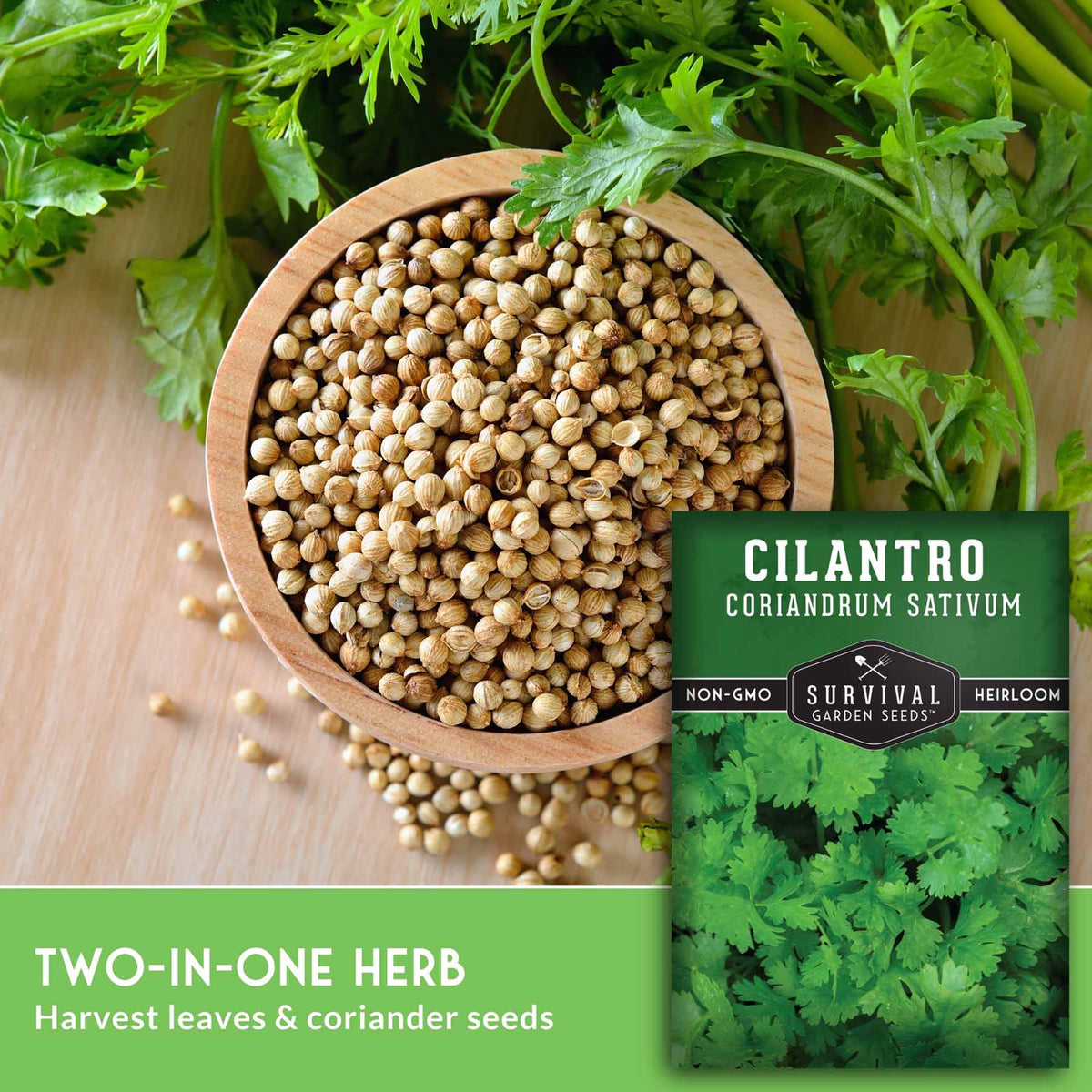 A seed packet labeled 'CILANTRO CORIANDRUM SATIVUM' by Survival Garden Seeds is shown next to a wooden bowl filled with coriander seeds, with fresh cilantro leaves around them on a wood surface. Text at the bottom reads 'TWO-IN-ONE HERB Harvest leaves & coriander seeds'.