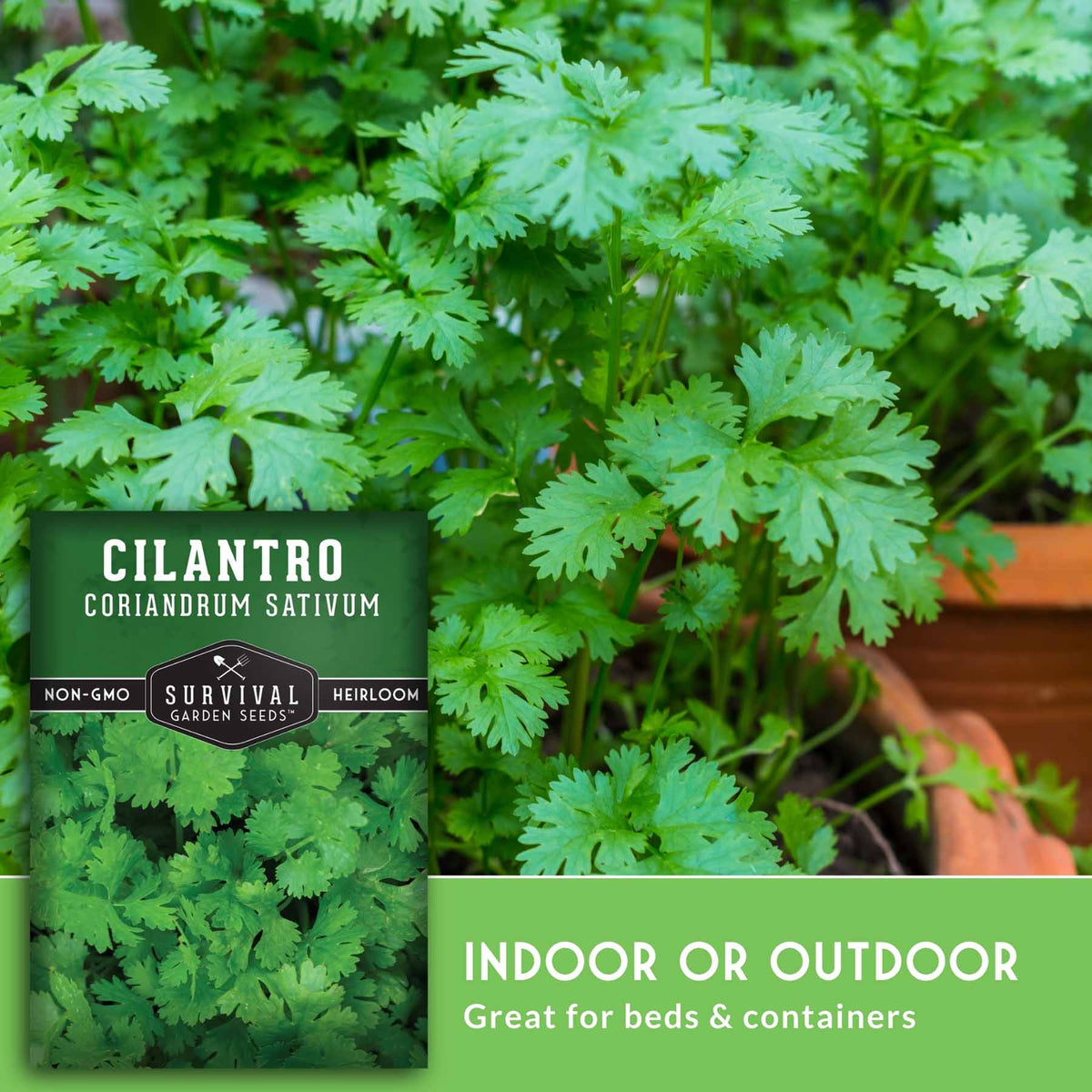 A seed packet for cilantro (Coriandrum sativum) by Survival Garden Seeds is shown in front of a lush, green cilantro plant growing outdoors in a terracotta pot. The packet features a dark green background with white and black text, and the image includes a green banner at the bottom that reads 'INDOOR OR OUTDOOR Great for beds & containers'.