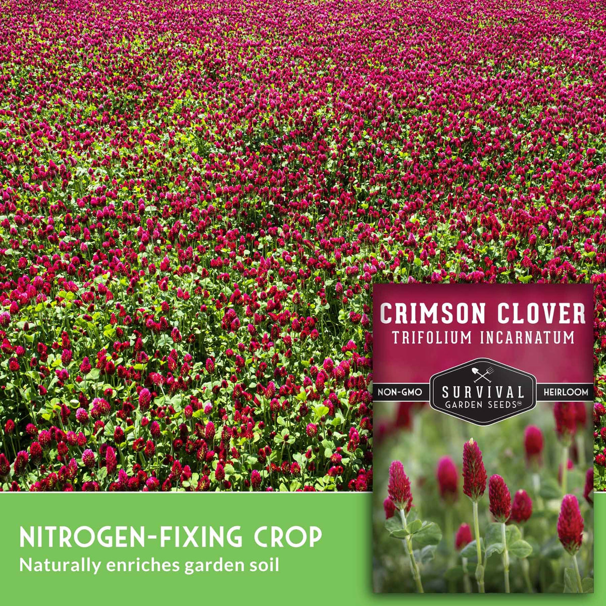 Seed packet for Survival Garden Seeds Crimson Clover (Trifolium Incarnatum) shown over a photo of a dense field of blooming pink-red clover. The packet includes text noting it is a nitrogen-fixing crop and non-GMO.