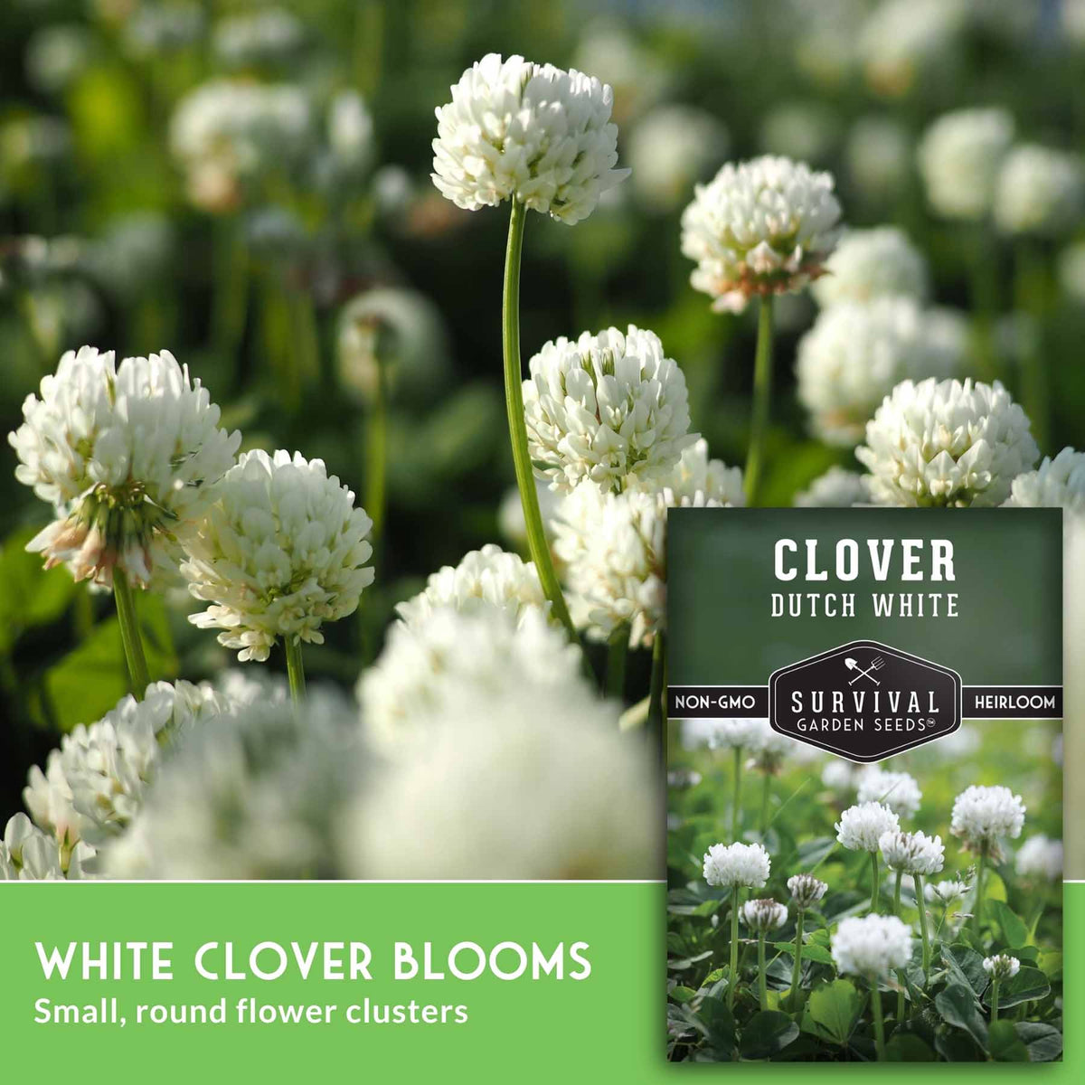 White clover blooms in a garden with a product label overlay for Clover Dutch White Survival Garden Seeds.