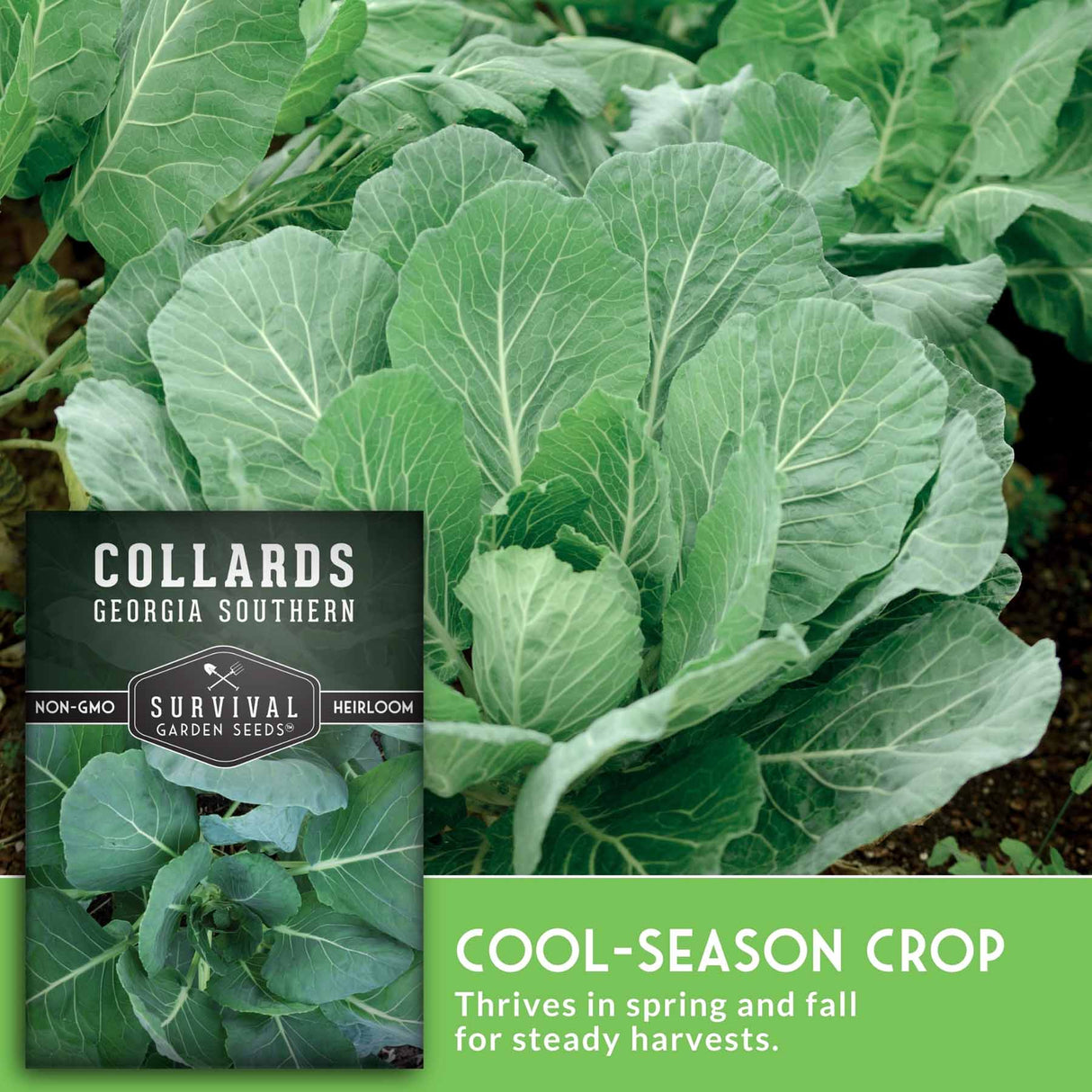 Collard greens in garden with text that says cool season crop and seed packet