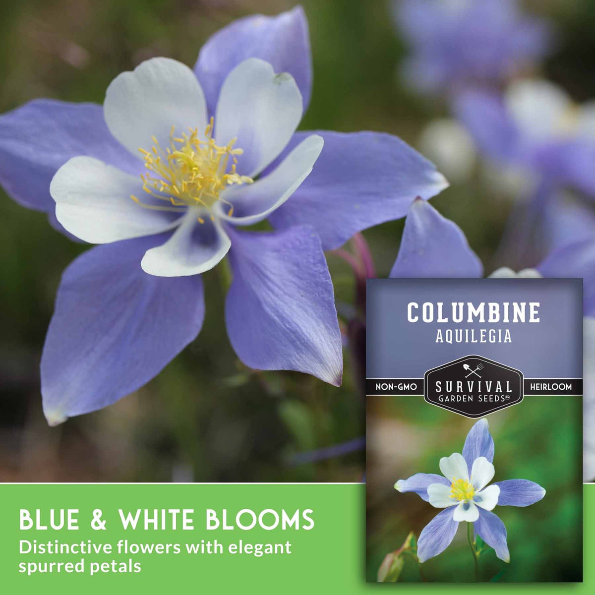 Blue and white columbine flowers with a seed packet overlay reading 'Columbine Aquilegia' and a green text banner describing the blooms.
