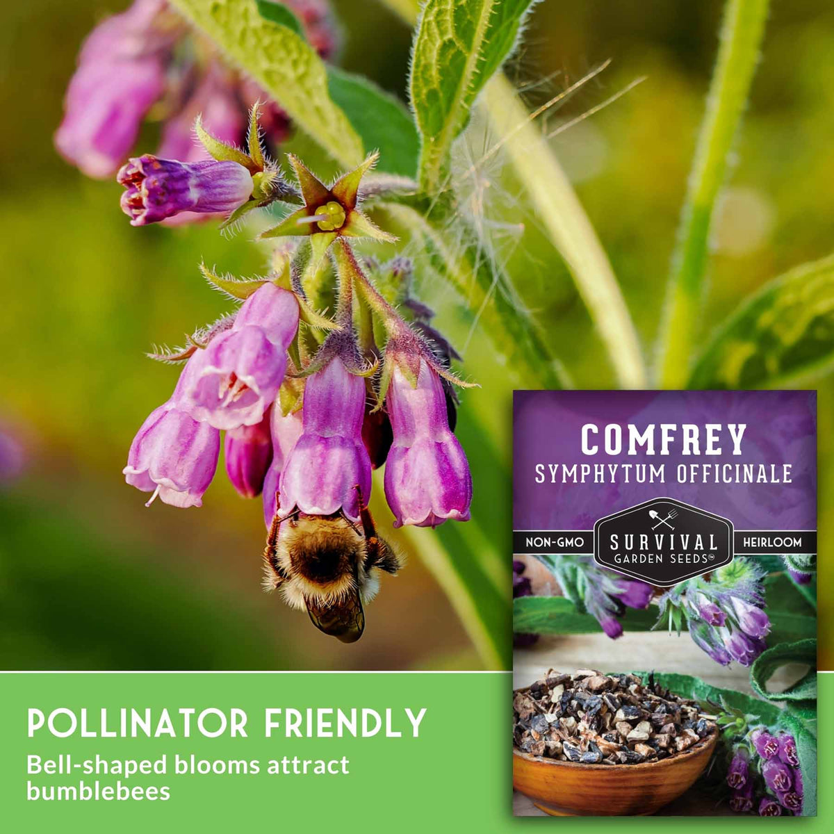 Bell-shaped purple flowers on a comfrey plant with a bumblebee hanging from one blossom, alongside a seed packet labeled 'Comfrey Symphytum Officinale' and text noting pollinator-friendly blooms that attract bumblebees.