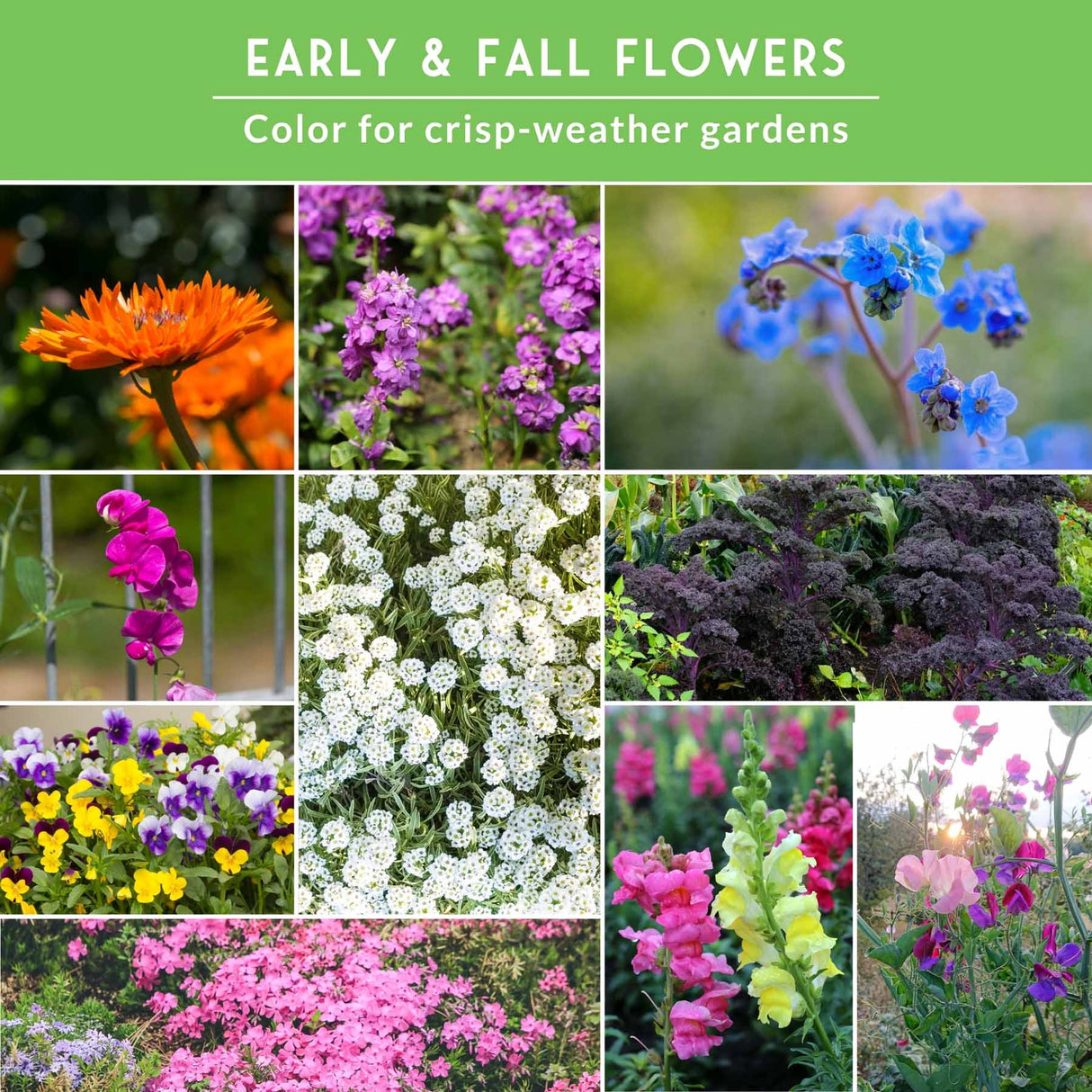 A collage of colorful early and fall flowers with a green header reading 'EARLY & FALL FLOWERS' and 'Color for crisp-weather gardens.' The flowers shown include orange, purple, blue, pink, white, yellow, and burgundy varieties in close-up garden views.