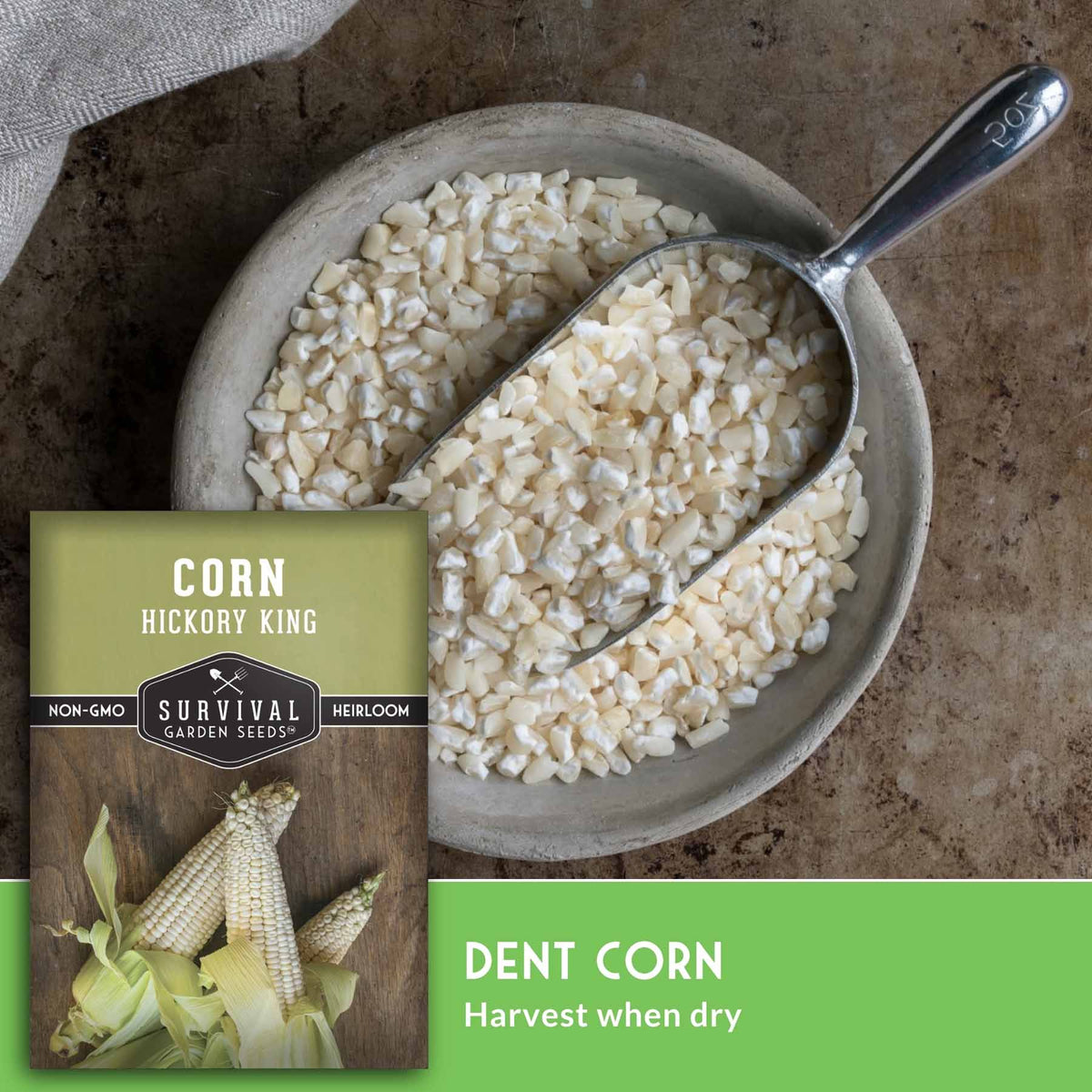 bow of dried white corn with seed packet and text that says "Dent Corn"