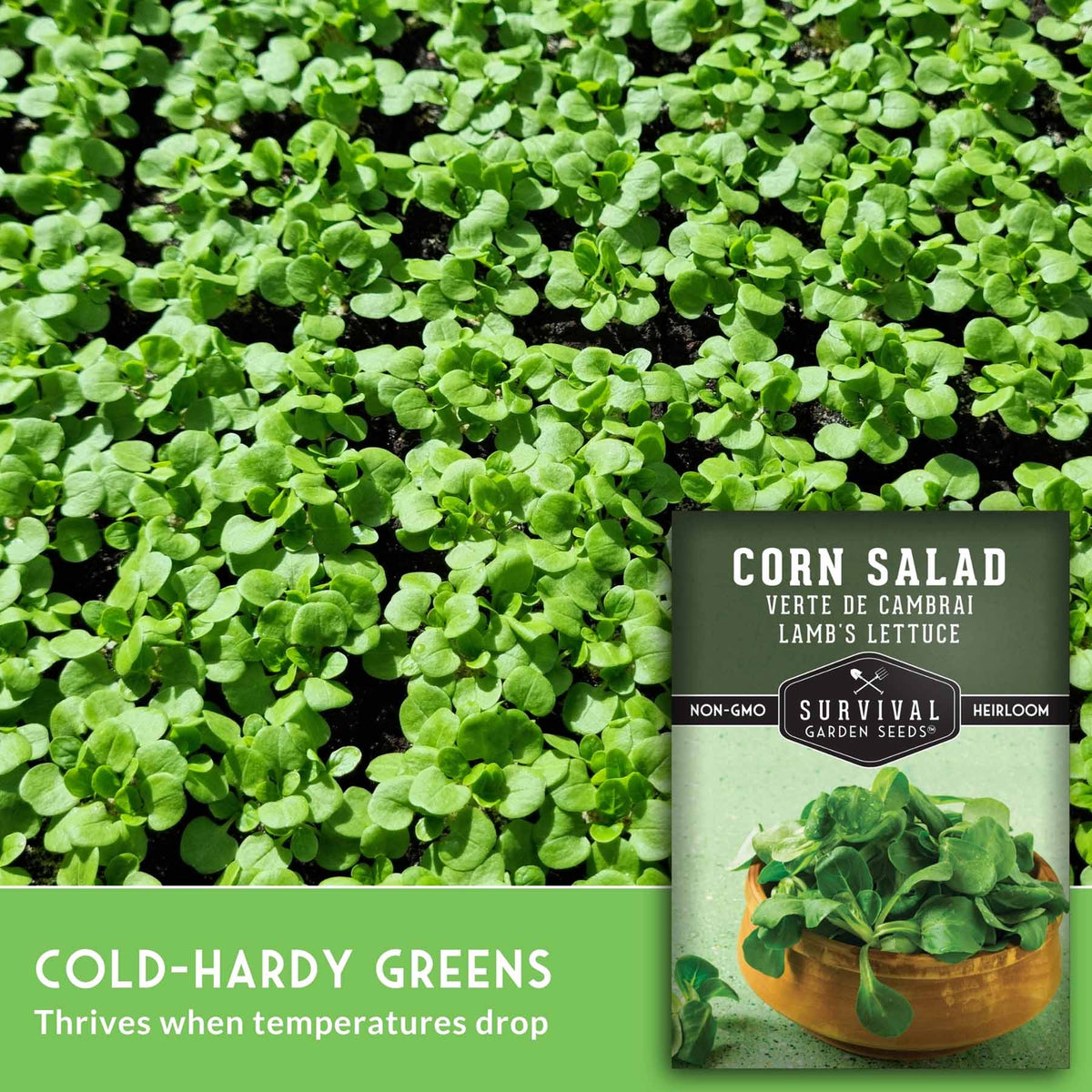 Survival Garden Seeds Corn Salad cold-hardy greens seed packet shown over a close-up photo of growing green lettuce leaves, with text reading 'COLD-HARDY GREENS Thrives when temperatures drop.'.