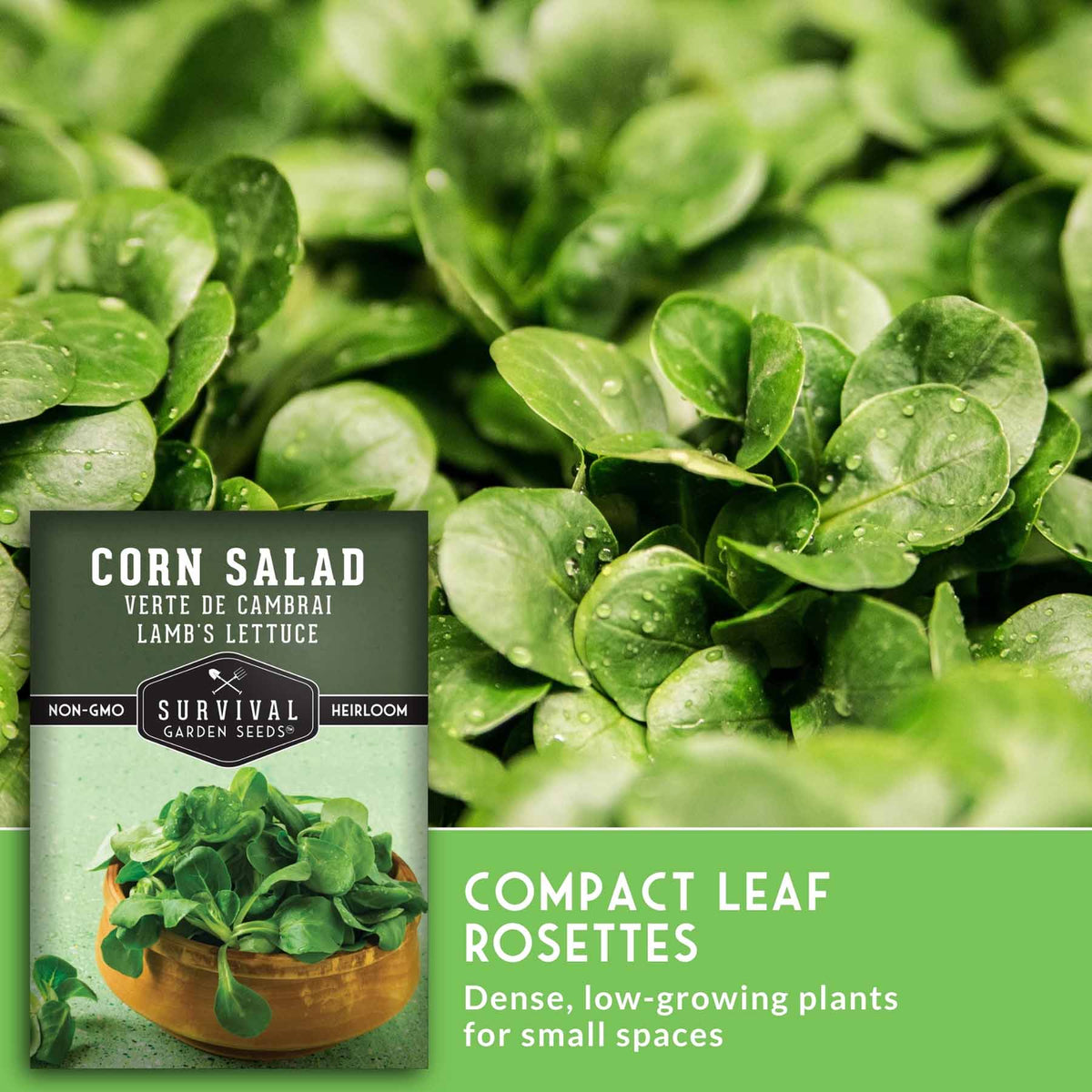 Close up of greens with text that says Compact Leaf Rosettes