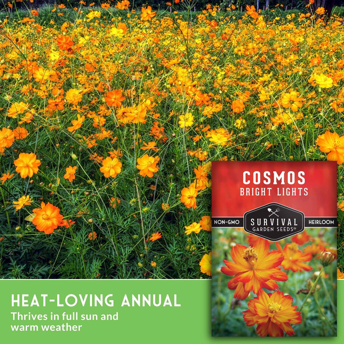 Field of orange Cosmos flowers with text that says Heat-Loving Annual
