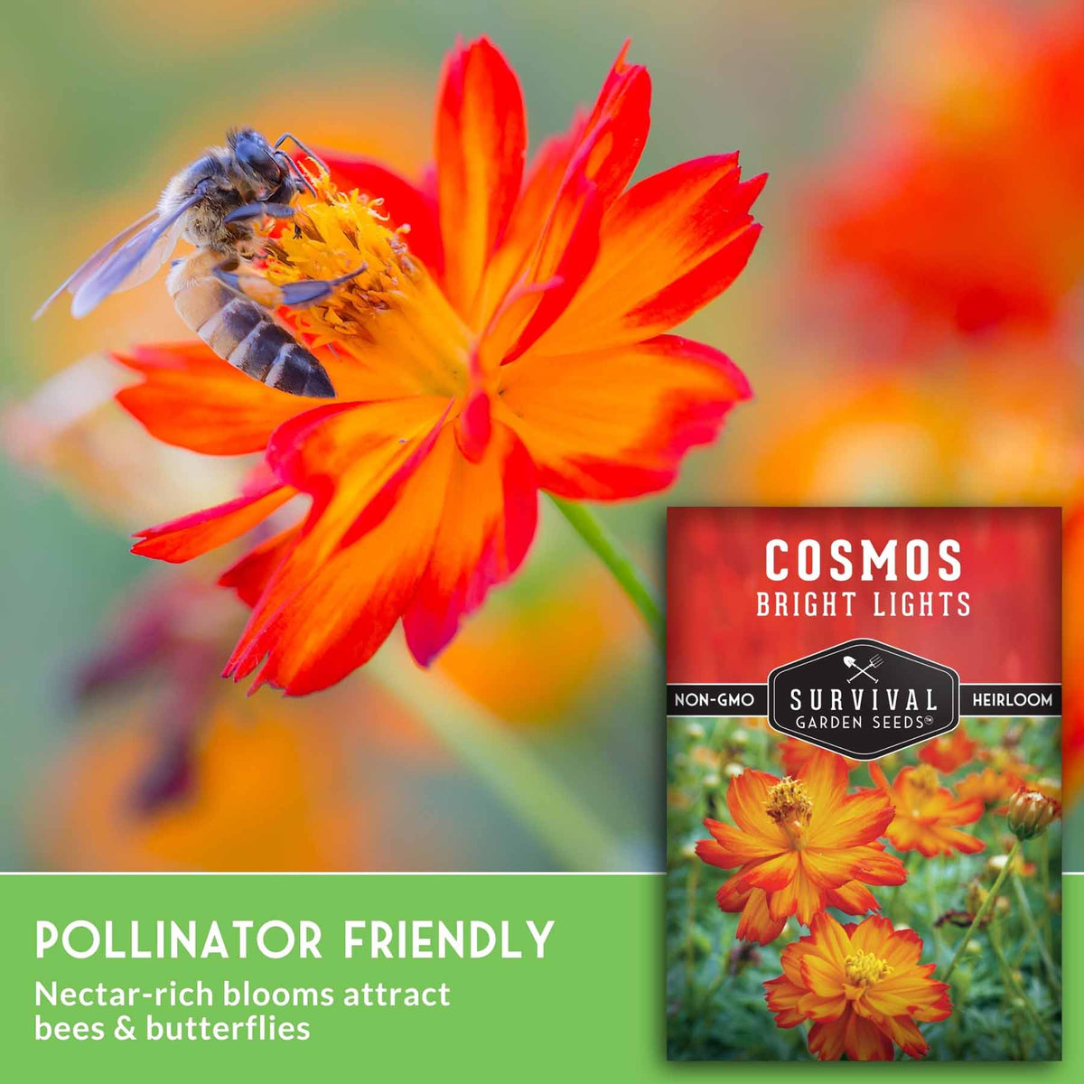Bee on cosmos flower with text that says Pollinator Friendly
