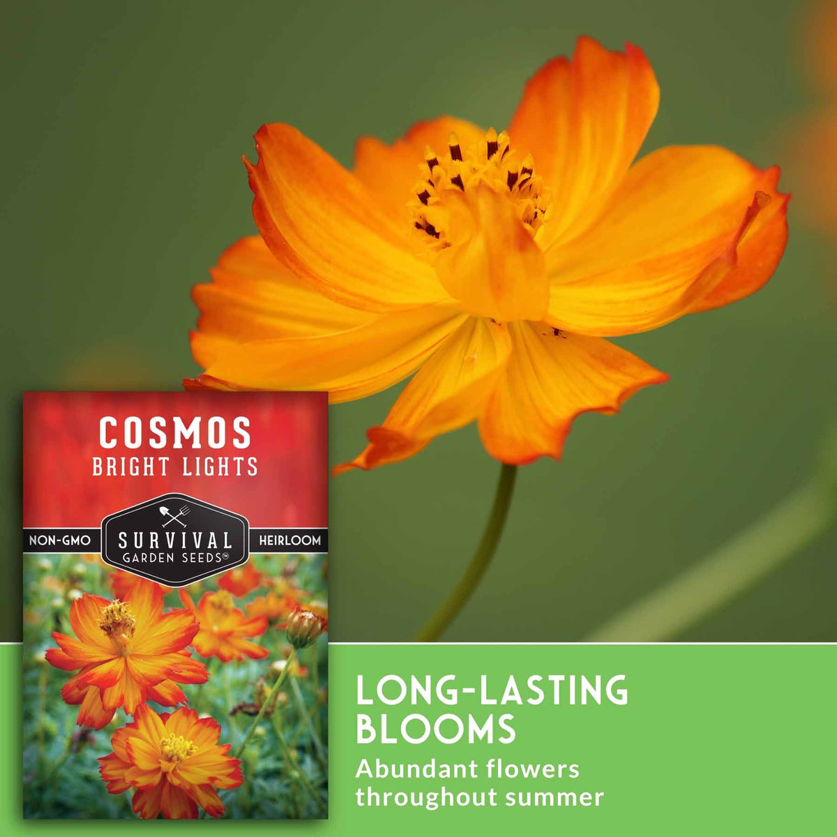 Close up of an orange cosmos flower with text that says Long-Lasting Blooms