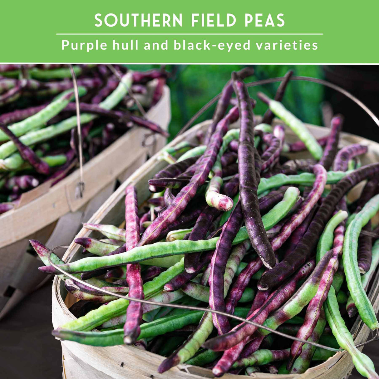 fresh cowpea pods with text that says Southern Field Peas