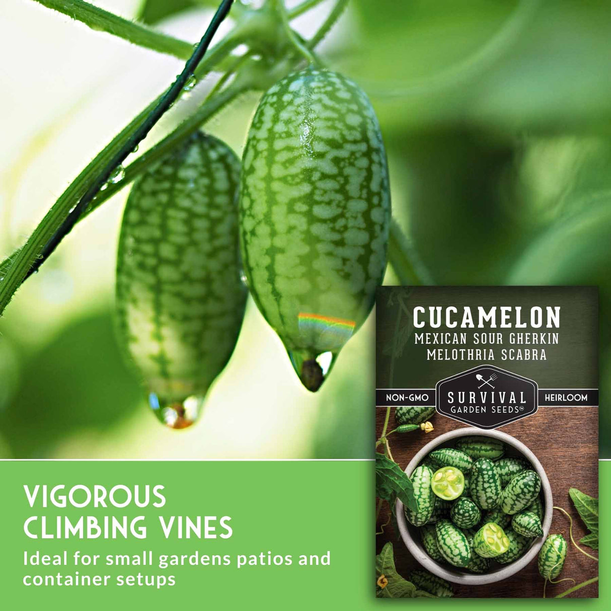 Cucamelon seeds packaging with cucamelons on a vine
