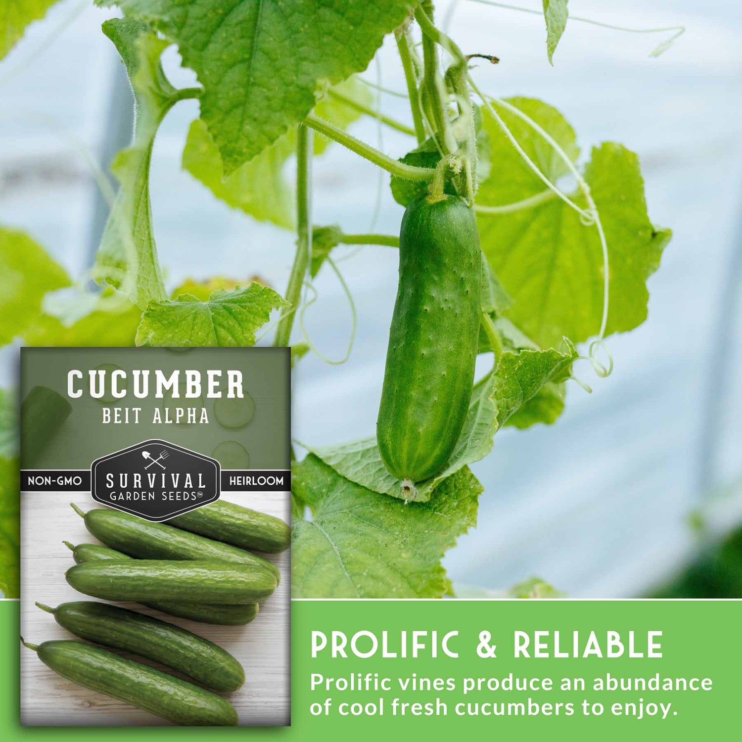 Cucumber seed packet with cucumbers on a wooden board and in a garden setting. Prolific and reliable