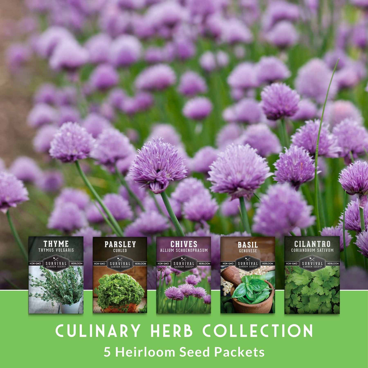 Heirloom seed packets for culinary herbs with a field of purple flowers in the background.