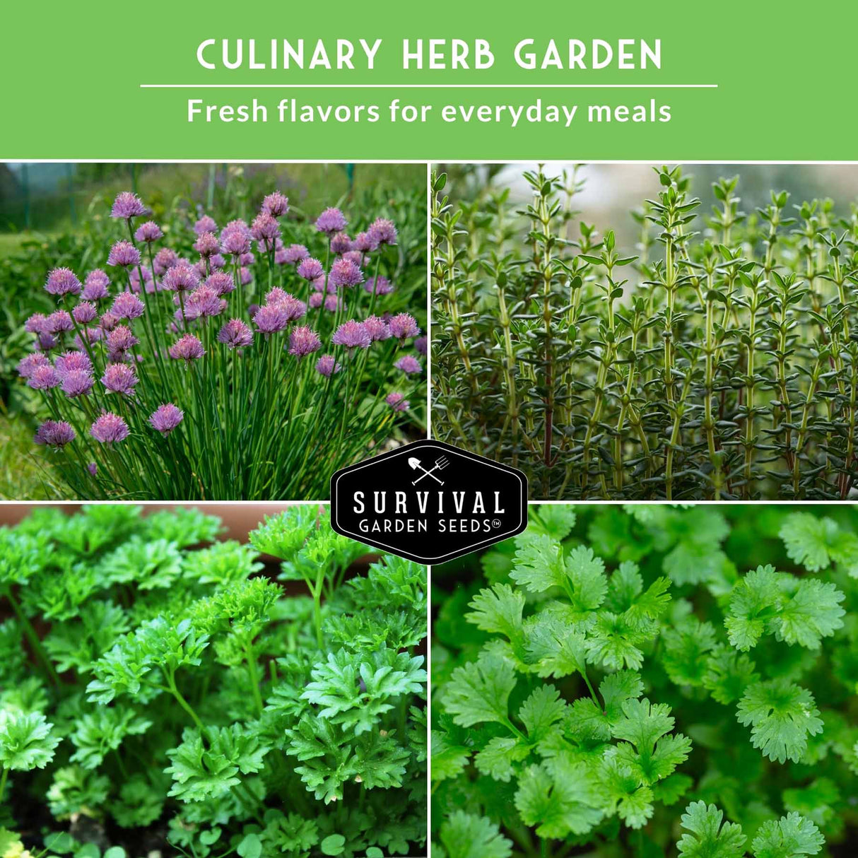 Collage of culinary herbs with 'Survival Garden Seeds' logo on a green background