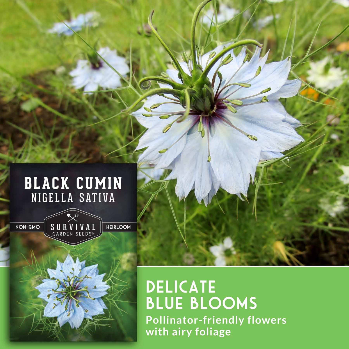 Seedling photo of a black cumin flower (Nigella sativa) with delicate pale blue-white petals and a dark purple center, surrounded by fine green foliage. The image includes a product label for 'Survival Garden Seeds' and a green text banner reading 'Delicate Blue Blooms'.