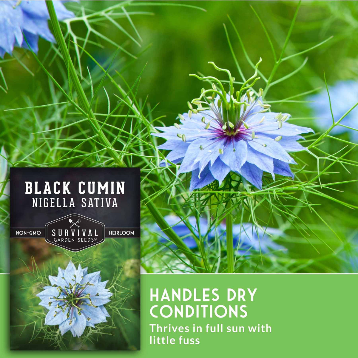 Seed packet for Black Cumin (Nigella Sativa) by Survival Garden Seeds, shown next to a close-up photo of the plant's distinctive light blue flowers and fine green foliage on a bright green background.