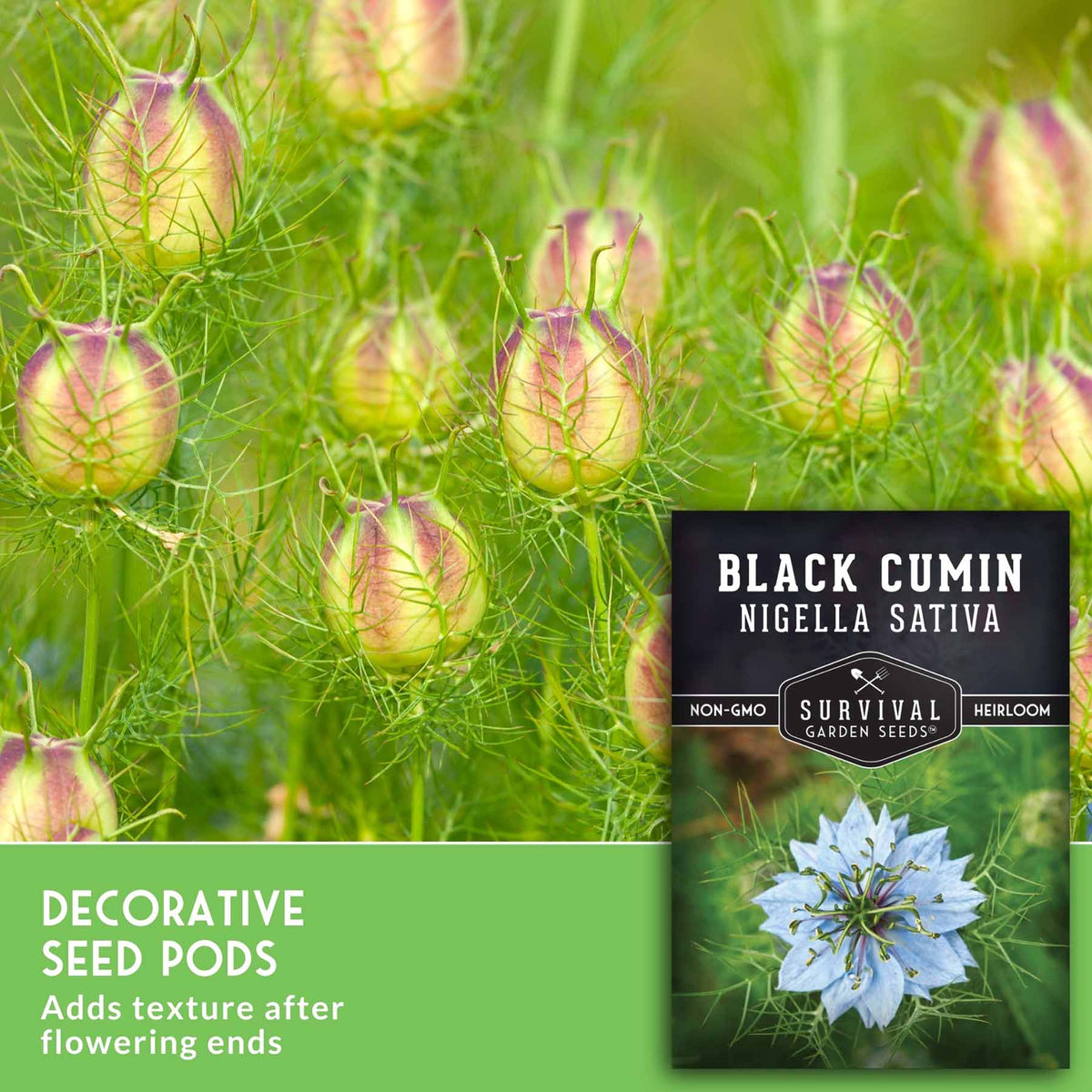 Seed pod product image for Black Cumin (Nigella Sativa) from Survival Garden Seeds, featuring a close-up of flowering nigella seeds on the left and the product packaging card on the right, with a green banner at the bottom.