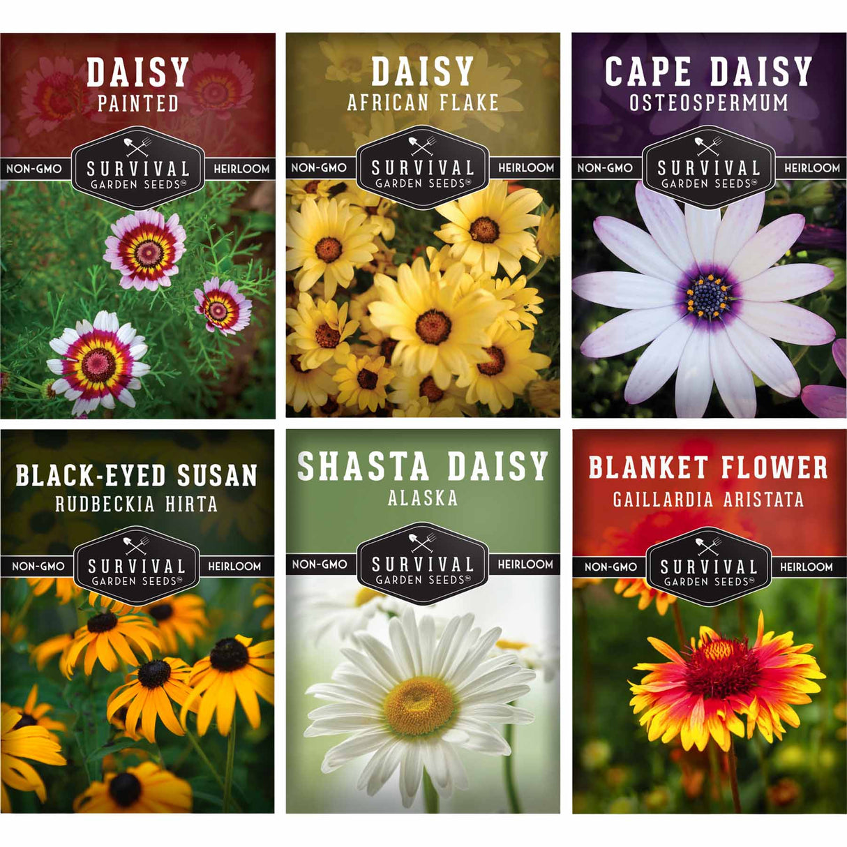 Collection of six seed packets with various daisy-like flowers and branding.