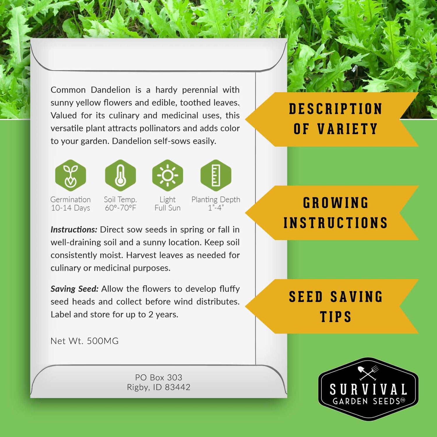 Seed packet for Common Dandelion with growing instructions and survival garden seeds branding on a green background.