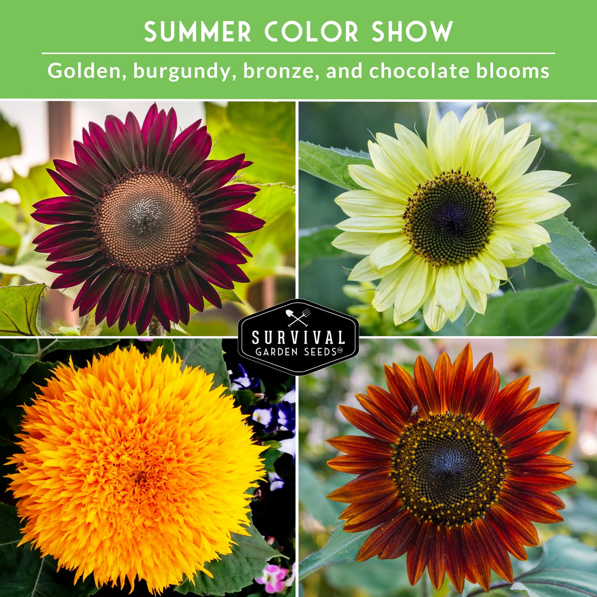 4 different colored sunflower blooms