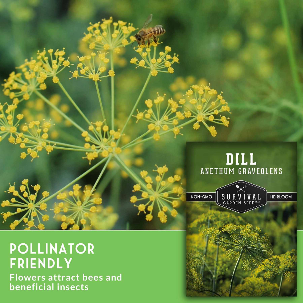 Survival Garden Seeds Dill (Anthem Graveolens) seed packet shown next to a close-up photo of yellow dill flowers with a bee on them, with a green text banner at the bottom.