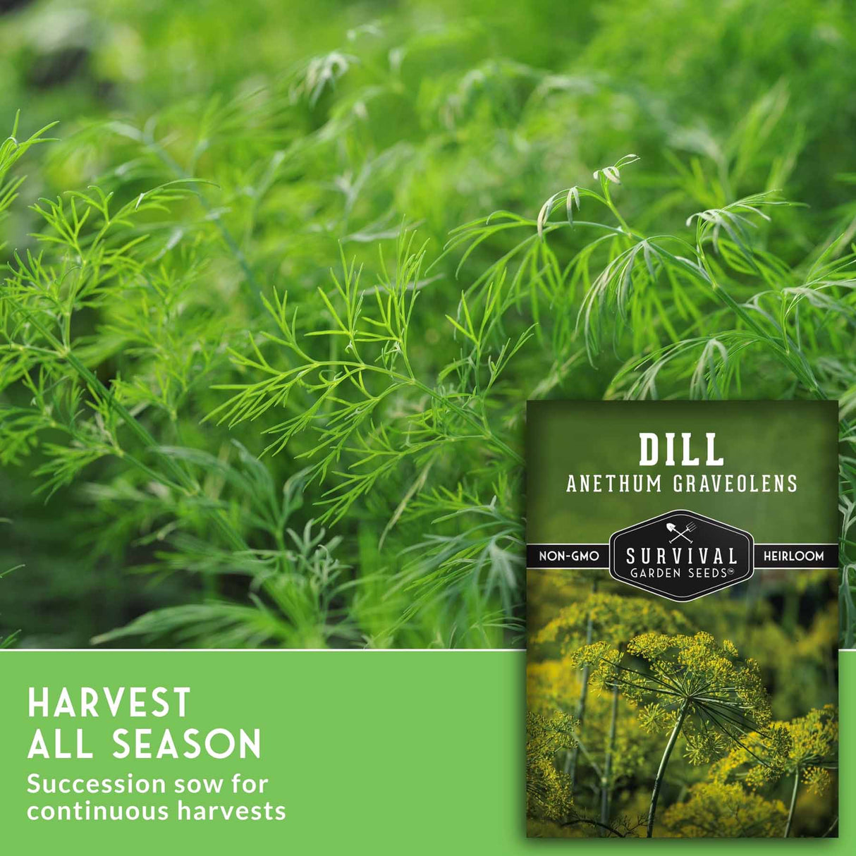 Seed packet for Survival Garden Seeds Dill Anthem Graveolens shown over a photo of green dill foliage, with a green banner reading 'Harvest All Season' and 'Succession sow for continuous harvests.'.