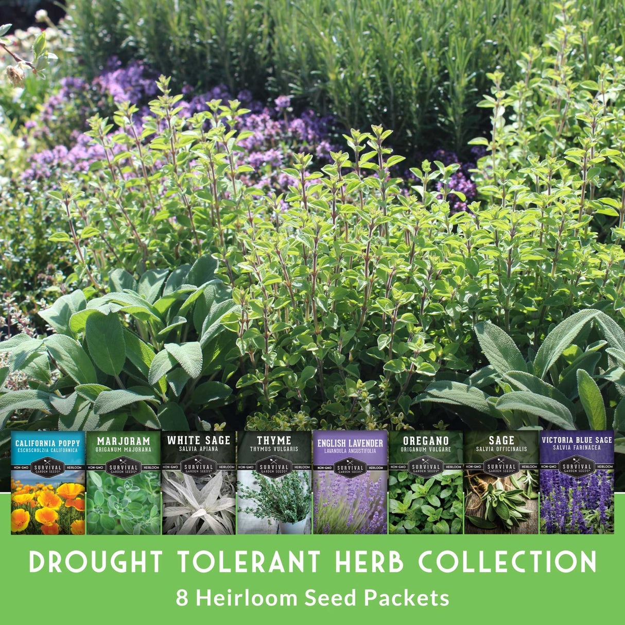 Drought tolerant herb collection with seed packets displayed in front of a garden scene.