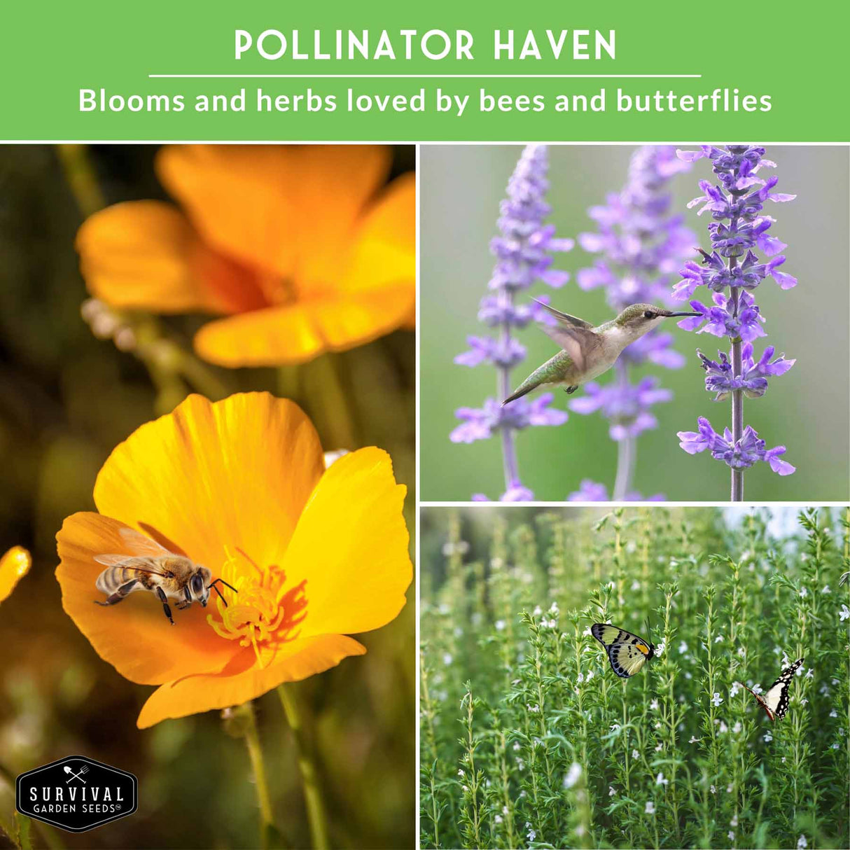Promotional graphic for 'Pollinator Haven' with images of flowers, a bee, and a butterfly on a green background.