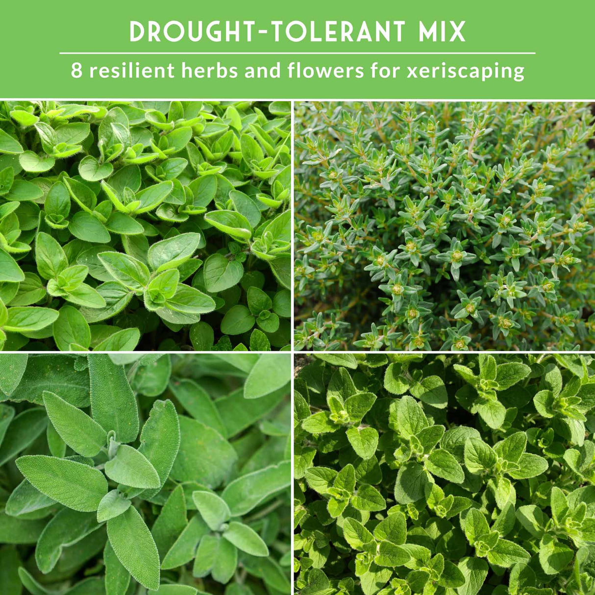 Collage of drought-tolerant herbs and flowers with text on a green background